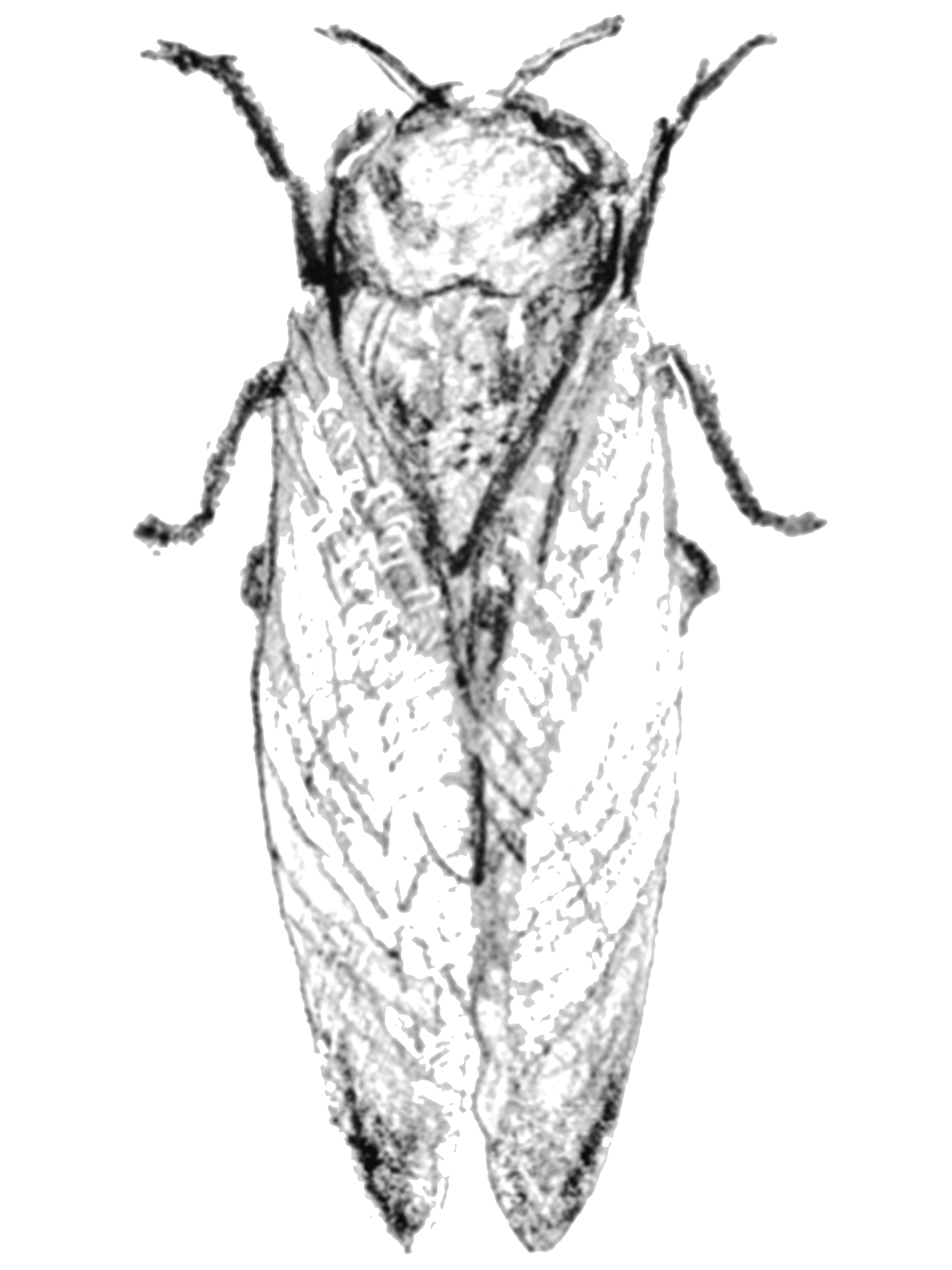 cicada